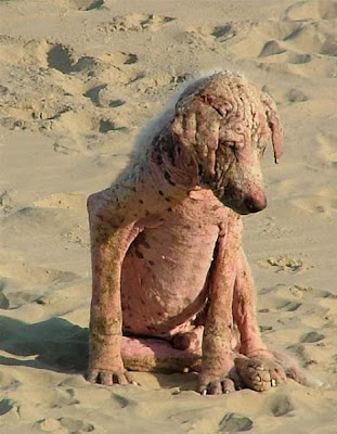 world's ugliest dog breed