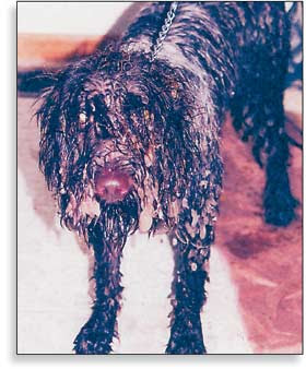 world's ugly dog