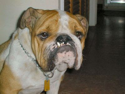 rascal world's ugliest dog