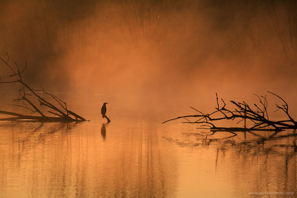 lonely-bird.jpg