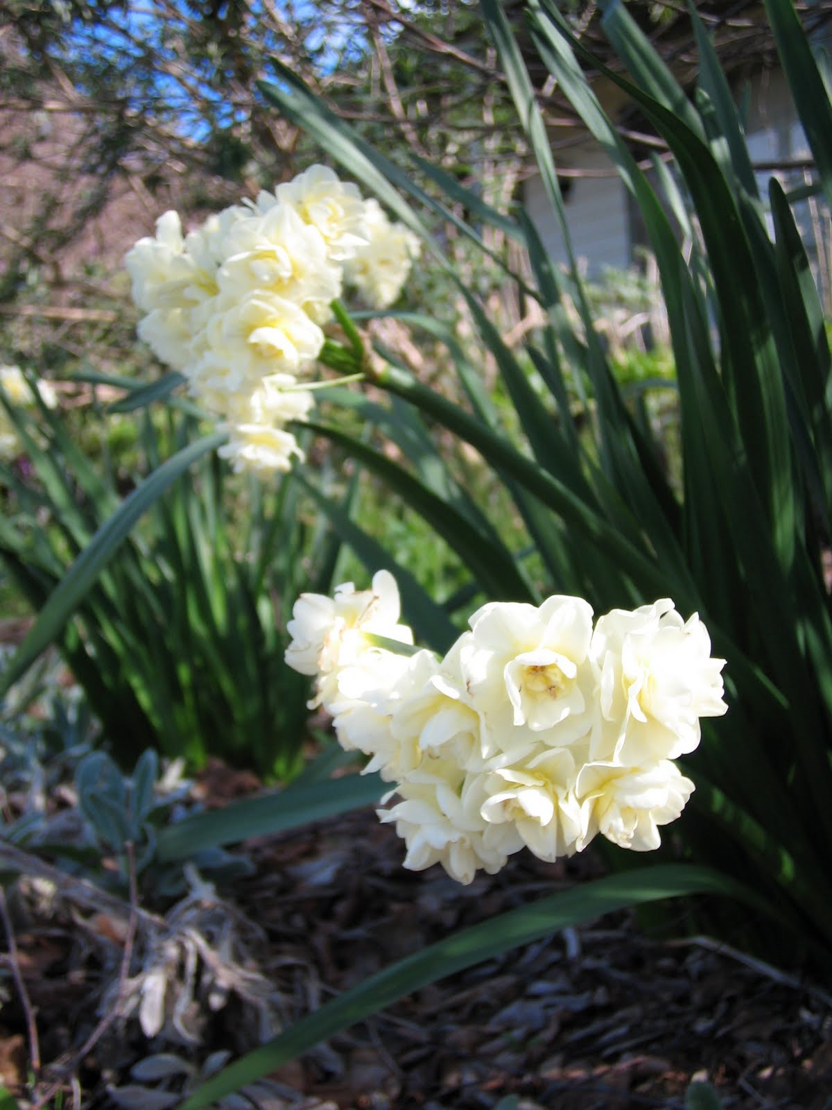 Daddel S Thumbprints Some Other Scented Flowering Plants