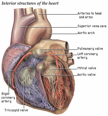 makeup heart attack pain heart attack pain location. makeup heart attack pain