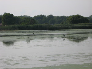 Heron party
