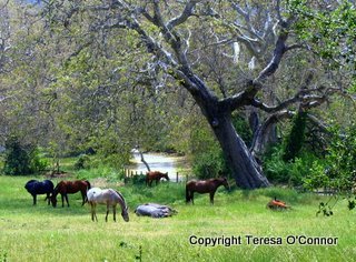 [horses+in+big+sur-option-2.jpg]