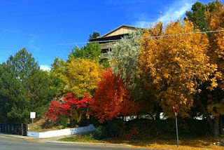 Colorful trees are an example of Boise fall foliage.