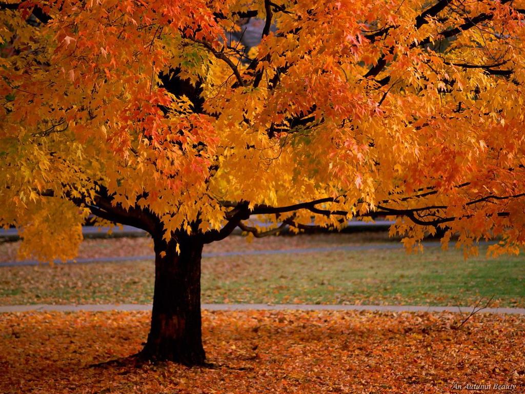 [Beautiful_Fall_Photographs__1.jpg]