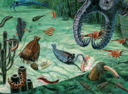 Cambrian and Ordovician Organisms