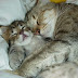 Kucing...