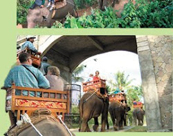 bali elephant camp
