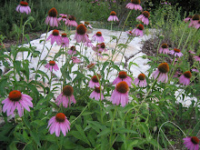 Purple Cone Flowers