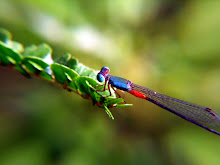 Damselfly, blue and red10