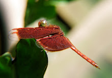 Liver red dragonfly2