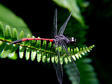 Blackstripe red dragonfly4