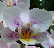 Phalaenopsis4