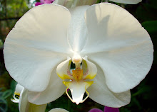 Phalaenopsis6