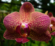 Phalaenopsis9