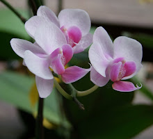 Phalaenopsis17