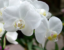 Phalaenopsis14