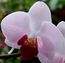 Phalaenopsis15