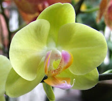 Phalaenopsis16