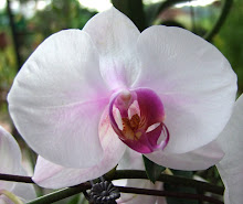 Phalaenopsis18