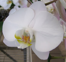 Phalaenopsis20