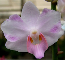 Phalaenopsis24