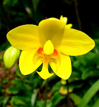 Phalaenopsis28
