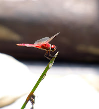 Red Dragonfly7