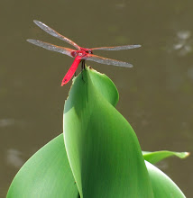 Red dragonfly9