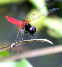 Brown and Red Dragonfly7