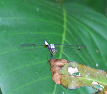 Light Blue Dragonfly3