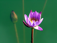 Purple lily5