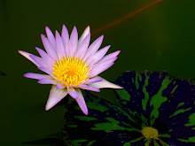 Purple lily6
