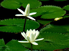White lily2