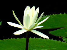White lily3