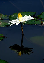 White lily12