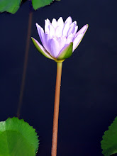 Purple lily7