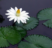 White lily10