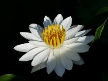 White lily14