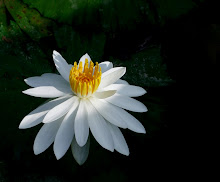 White lily18