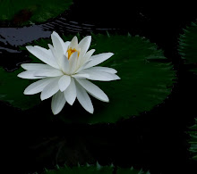 White lily20