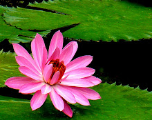 Pink lily2