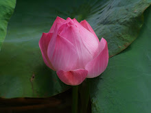 Lotus2