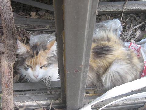 MAMA Y SUS GATITOS EN ADOPCION