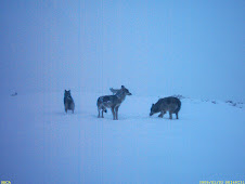 Estudio del lobo en Fuentes del Narcea