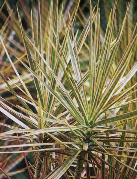 A DRACENA VERMELHA