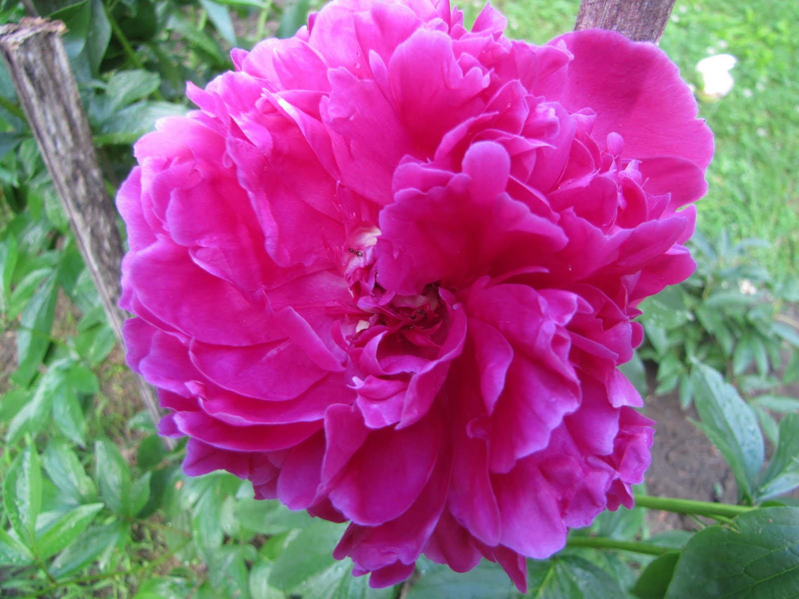 The Messy Gardener Peonies and Roses