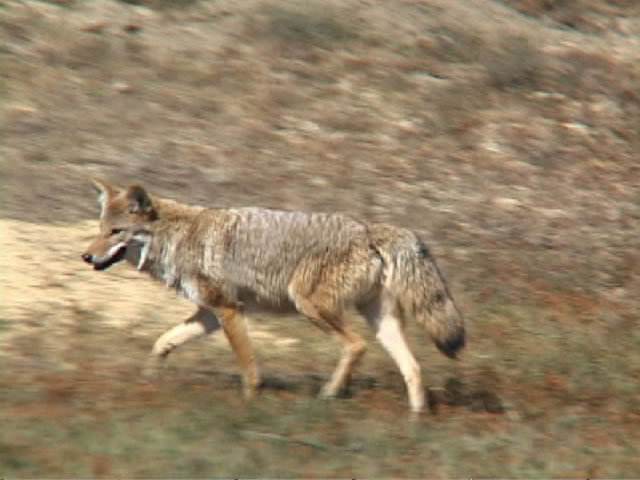 [coyote2.jpg]