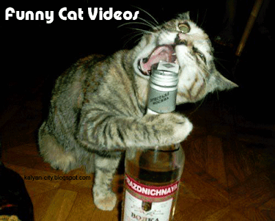 funny cats videos